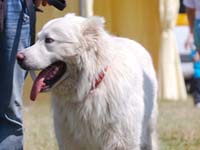 abruzzese shepherd dog